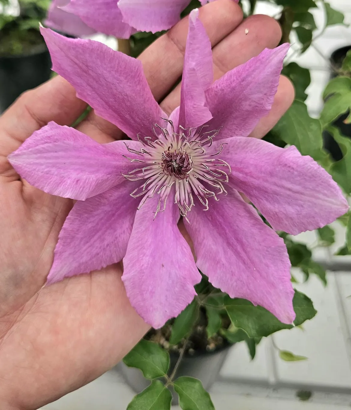 Guernsey Waldrebe - Clematis 'Bridgewater'