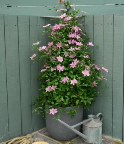 Guernsey Waldrebe - Clematis 'Bridgewater'