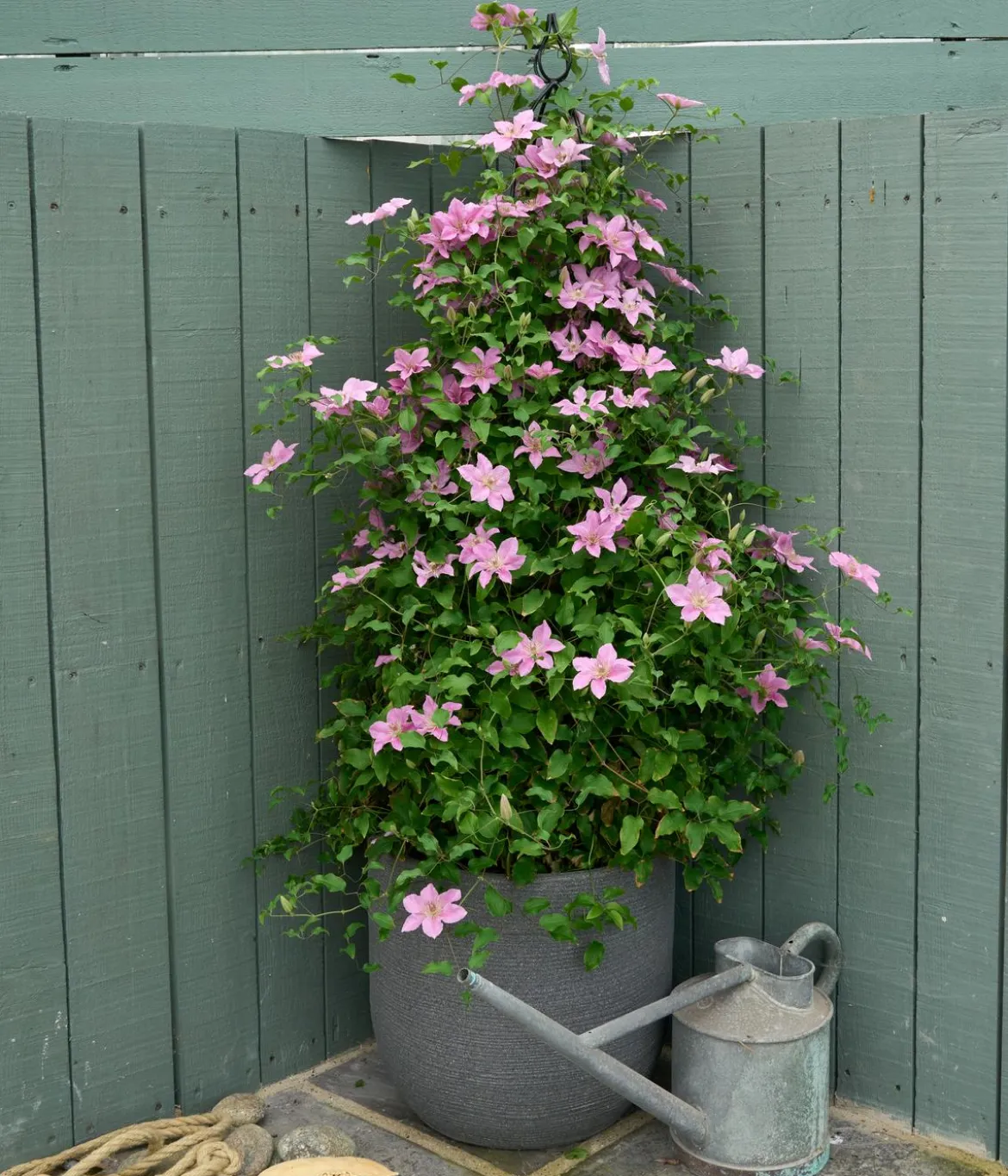 Guernsey Waldrebe - Clematis 'Bridgewater'