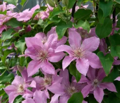 Guernsey Waldrebe - Clematis 'Bridgewater'