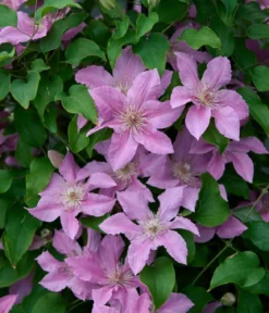 Guernsey Waldrebe - Clematis 'Bridgewater'