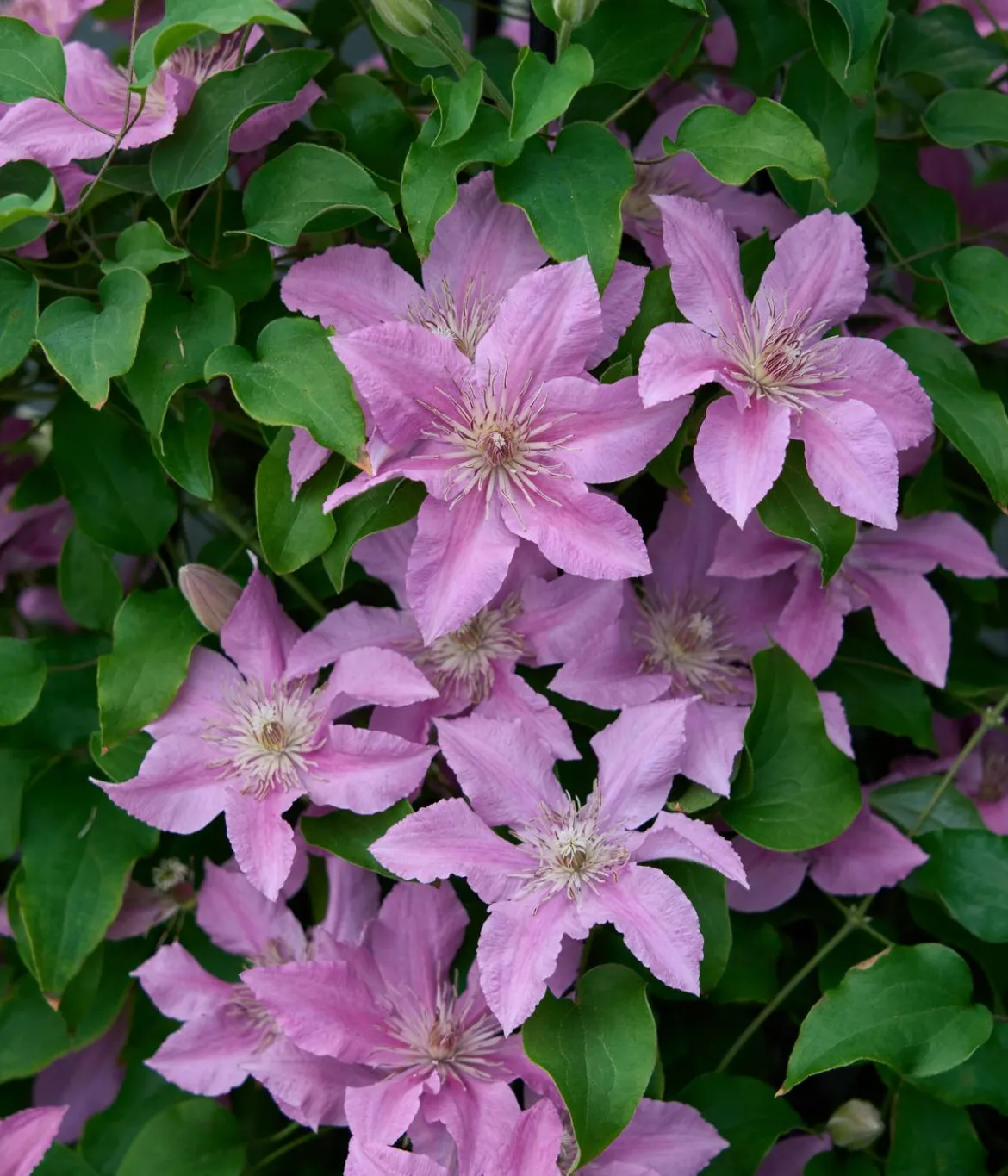 Guernsey Waldrebe - Clematis 'Bridgewater'