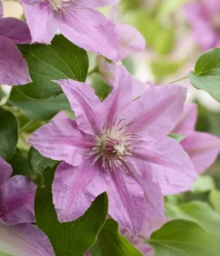 Guernsey Waldrebe - Clematis 'Bridgewater'