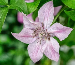 Guernsey Waldrebe - Clematis 'Bridgewater'