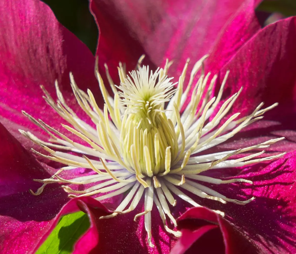 Guernsey Waldrebe - Clematis 'Elpis'