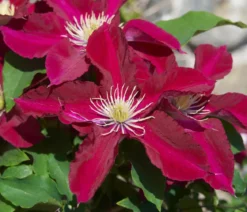 Guernsey Waldrebe - Clematis 'Elpis'