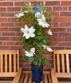 Guernsey Waldrebe - Clematis 'Guernsey Flute'