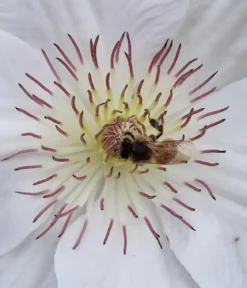Guernsey Waldrebe - Clematis 'Guernsey Flute'