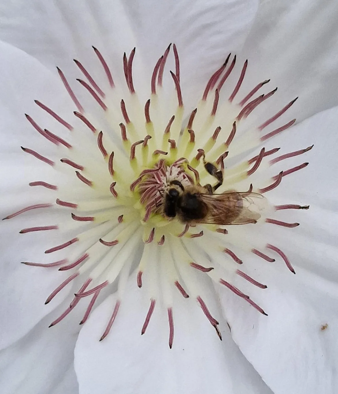 Guernsey Waldrebe - Clematis 'Guernsey Flute'