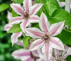 Guernsey Waldrebe - Clematis 'Ithemba'