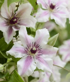 Guernsey Waldrebe - Clematis 'Ithemba'