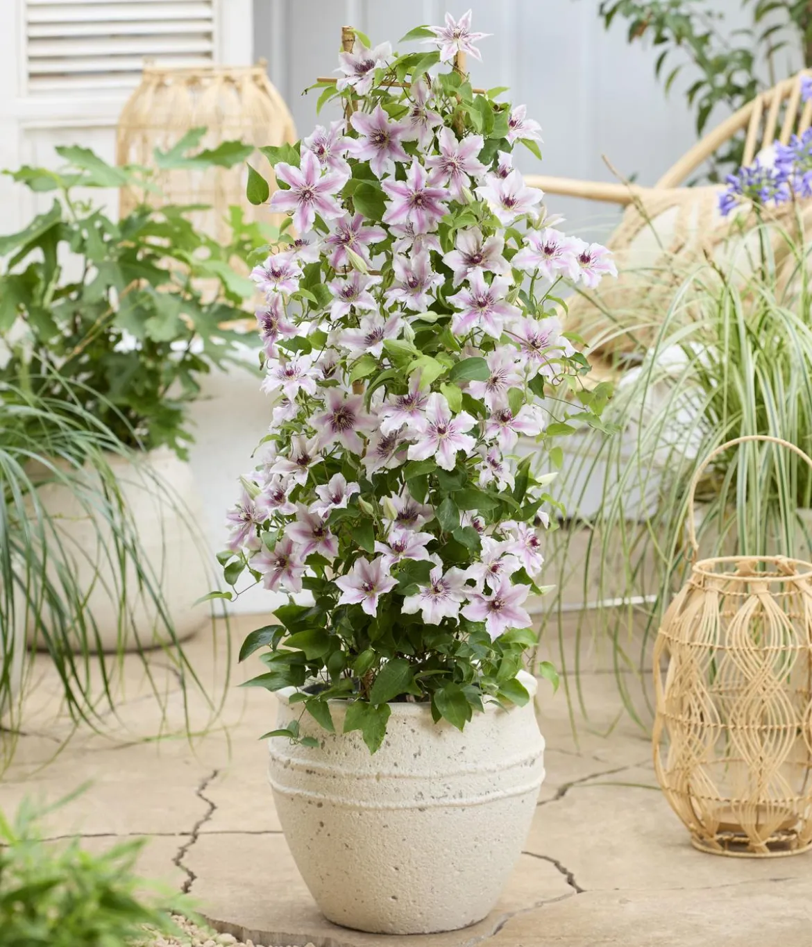 Guernsey Waldrebe - Clematis 'Ithemba'