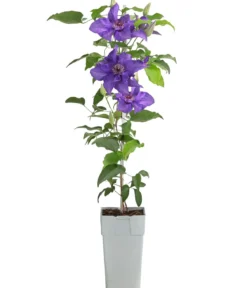 Guernsey Waldrebe - Clematis 'Lindsay'