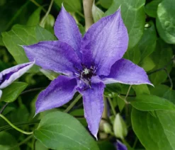 Guernsey Waldrebe - Clematis 'Lindsay'