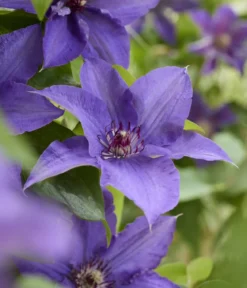Guernsey Waldrebe - Clematis 'Lindsay'