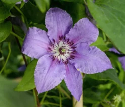 Guernsey Waldrebe - Clematis 'Tumaini'