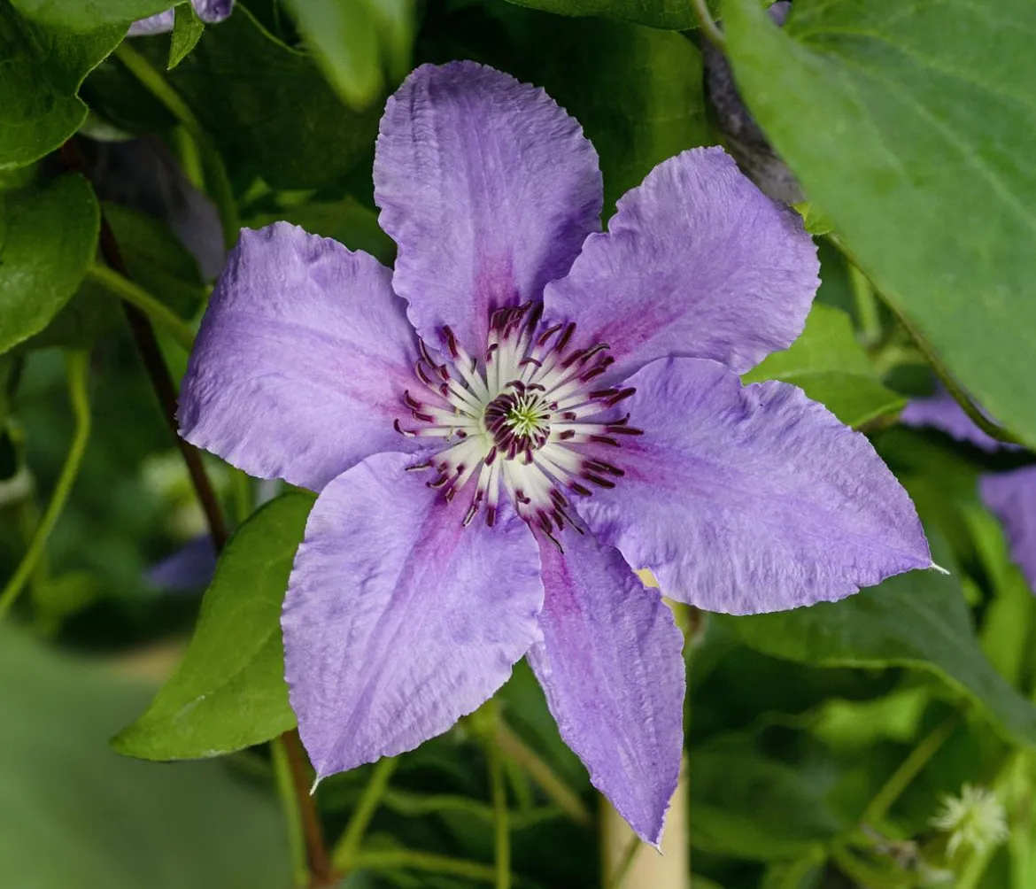 Guernsey Waldrebe - Clematis 'Tumaini'