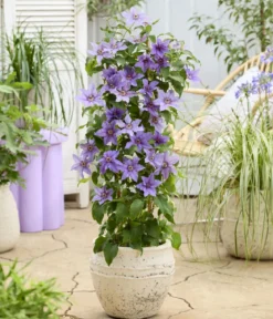 Guernsey Waldrebe - Clematis 'Tumaini'