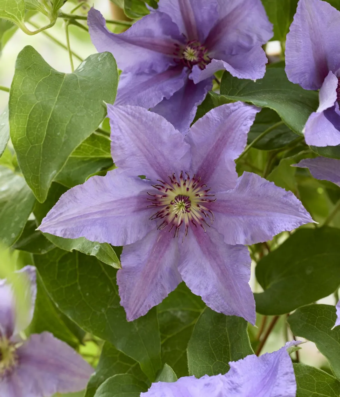 Guernsey Waldrebe - Clematis 'Tumaini'
