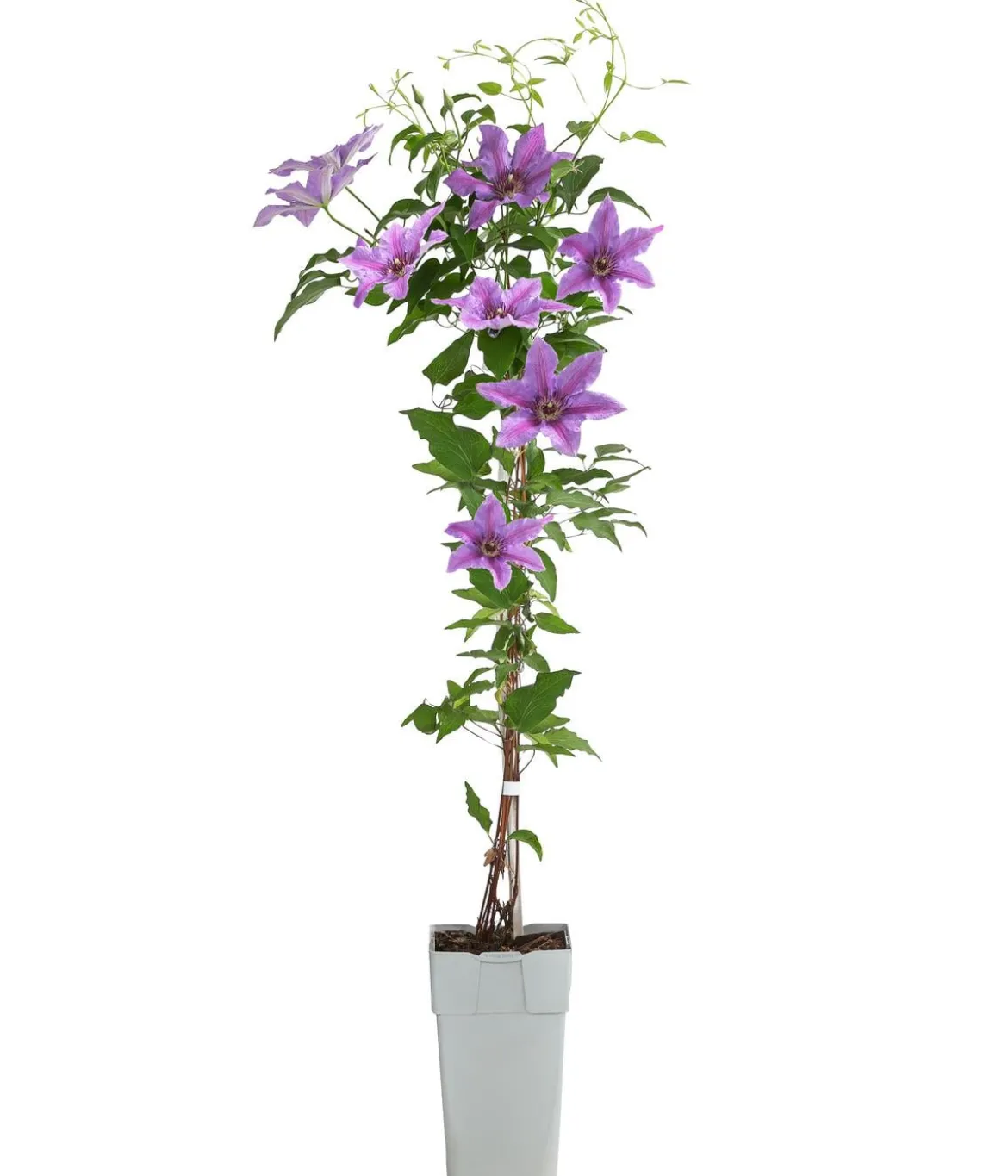 Guernsey Waldrebe - Clematis 'Tumaini'