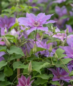 Guernsey Waldrebe - Clematis 'Tumaini'
