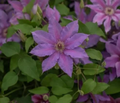 Guernsey Waldrebe - Clematis 'Tumaini'