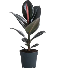 Gummibaum - Ficus elastica 'Abidjan'