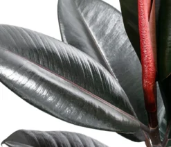 Gummibaum - Ficus elastica 'Abidjan'