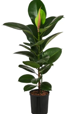 Gummibaum - Ficus elastica 'Robusta', Hydrokultur