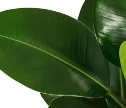 Gummibaum - Ficus elastica 'Robusta', Hydrokultur