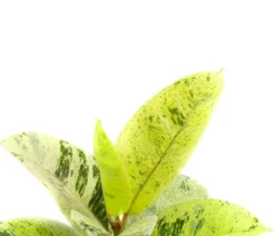 Gummibaum - Ficus elastica shivereana 'Moonshine'