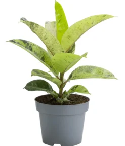 Gummibaum - Ficus elastica shivereana 'Moonshine'