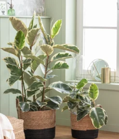 Gummibaum - Ficus elastica 'Tineke'
