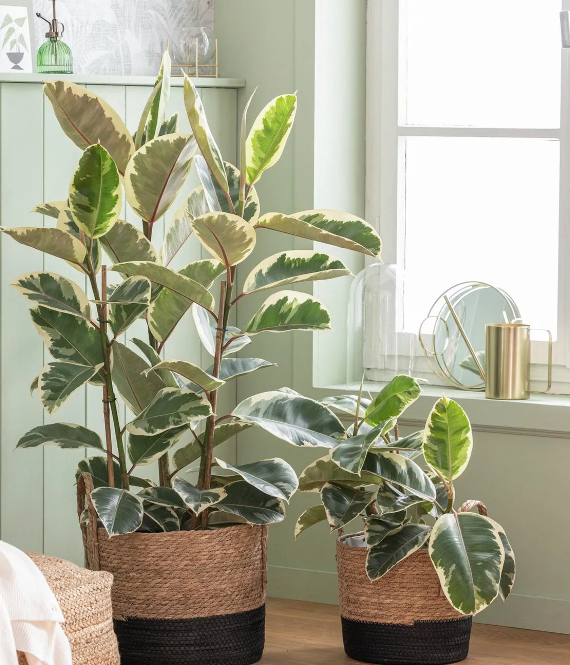 Gummibaum - Ficus elastica 'Tineke'