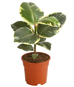 Gummibaum - Ficus elastica 'Tineke'