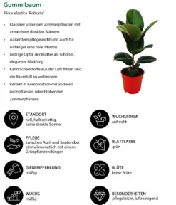 Gummibaum-Set - Ficus elastica, 2-teilig