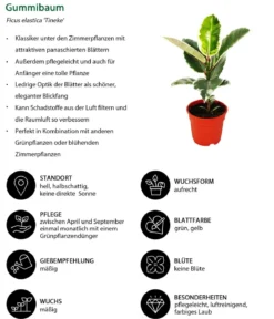 Gummibaum-Set - Ficus elastica, 2-teilig