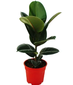 Gummibaum-Set - Ficus elastica, 2-teilig