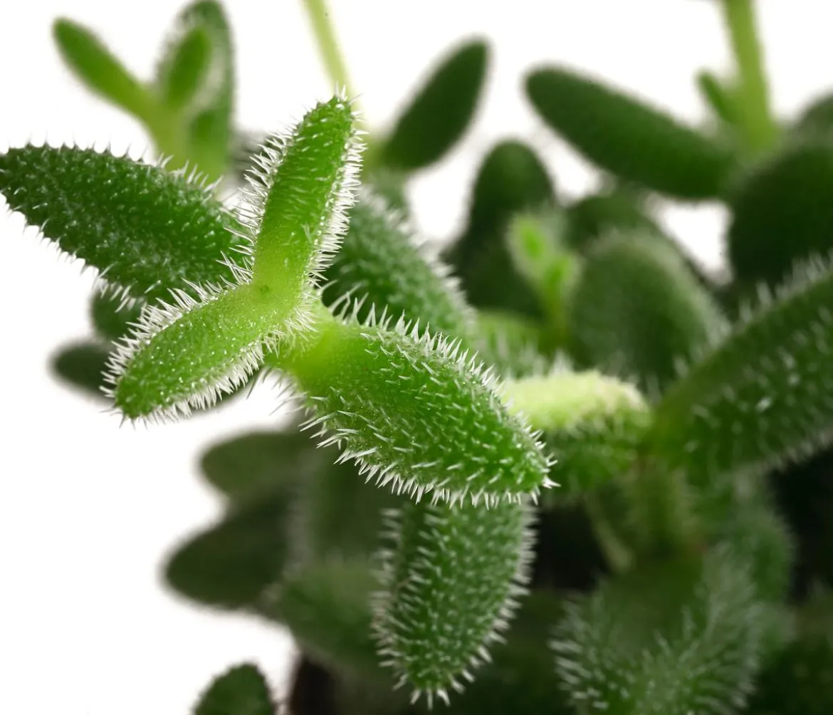 Gurkenpflanze - Delosperma echinatum
