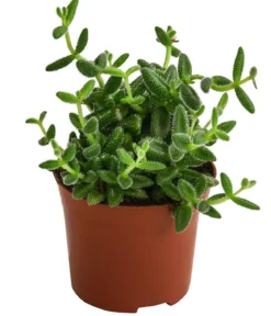 Gurkenpflanze - Delosperma echinatum