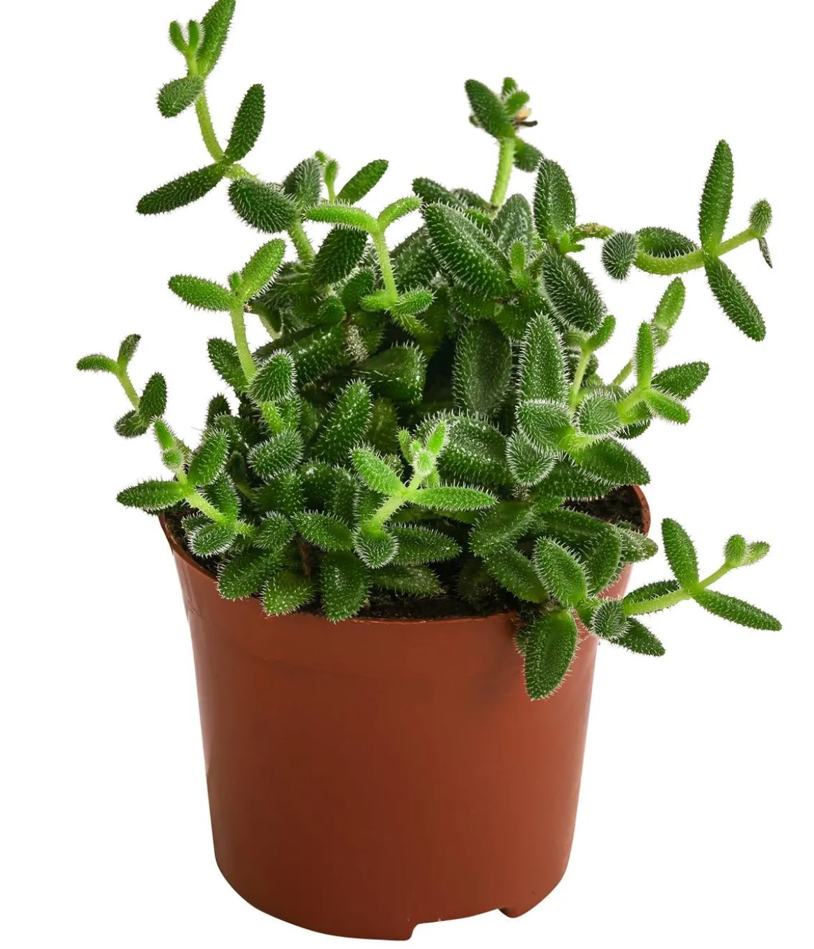 Gurkenpflanze - Delosperma echinatum
