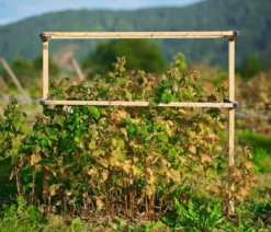 Gusta Garden Beeren-Rankhilfe Berry Buddy, ca. B119/H139/T35 cm