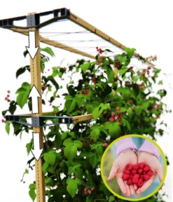 Gusta Garden Beeren-Rankhilfe Berry Buddy, ca. B119/H139/T35 cm