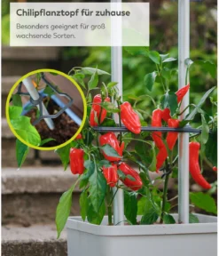 Gusta Garden Chili-Pflanztopf Charly Chili XL, ca. B34,7/H138/T28,1 cm