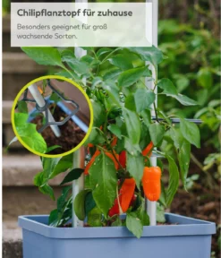 Gusta Garden Chili-Pflanztopf Charly Chili XL, ca. B34,7/H138/T28,1 cm