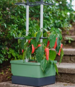 Gusta Garden Chili-Pflanztopf Charly Chili, ca. B35/H69/T28 cm