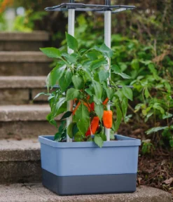 Gusta Garden Chili-Pflanztopf Charly Chili, ca. B35/H69/T28 cm