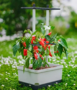 Gusta Garden Chili-Pflanztopf Charly Chili, ca. B35/H69/T28 cm