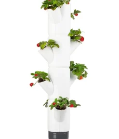 Gusta Garden Erdbeerbaum Sissi Strawberry, hängend, ca. B27/H77/T27 cm