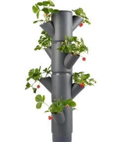 Gusta Garden Erdbeerbaum Sissi Strawberry, hängend, ca. B27/H77/T27 cm